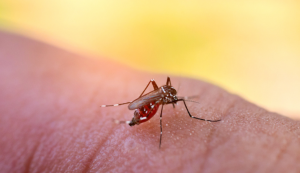 Prefeitura de São Paulo confirma primeira morte por dengue este ano