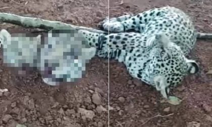 Movimento une ONGs em campanha pelo aumento das penas contra caça de felinos