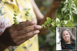 A ideia de plantas como pessoas