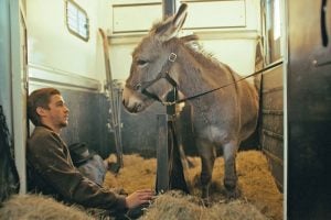 A vida pelo olhar de um burro