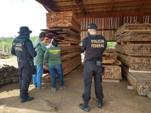 PF lança operação contra esquema de extração de madeira ilegal na TI Karipuna