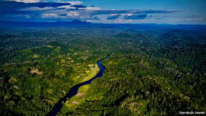 Terra indígena Yanomami começa a se recuperar com saída de garimpeiros