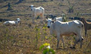 Bancos brasileiros negarão crédito a frigoríficos que comprarem gado de áreas desmatadas