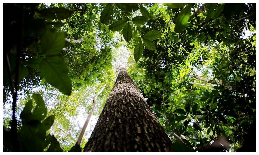 Biodiversidade: o Brasil não lidera