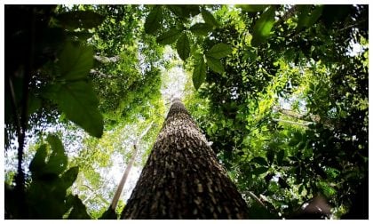 Biodiversidade: o Brasil não lidera