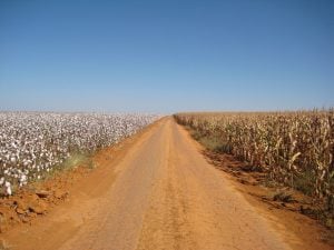 O negócio do algodão e seu falso discurso de sustentabilidade