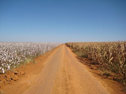 O negócio do algodão e seu falso discurso de sustentabilidade