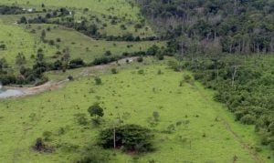 Desmatamento na Amazônia registra queda de 22% em 1 ano