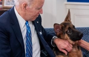 Cachorro de Biden é 'acusado' de morder funcionários da Casa Branca e passará por treinamento