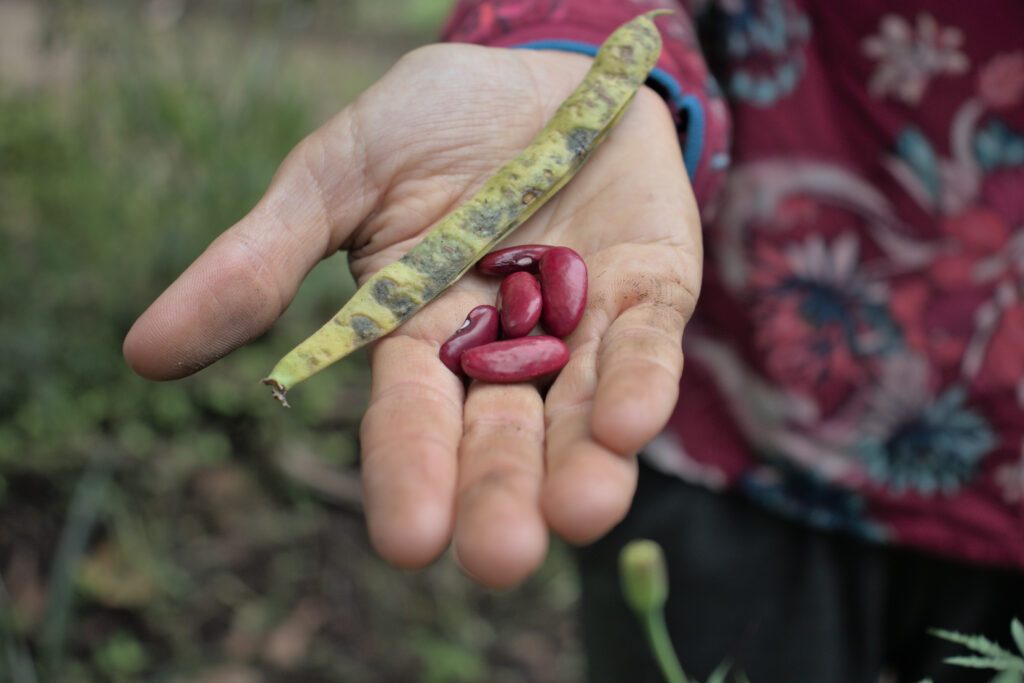 Parceria entre Sebrae e Mapa pode elevar em 20% a produtividade de pequenas agroindústrias