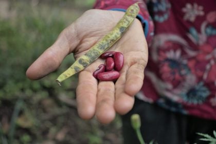 Parceria entre Sebrae e Mapa pode elevar em 20% a produtividade de pequenas agroindústrias