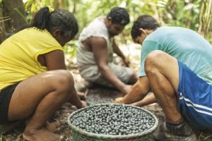 'Boom' do açaí, uma ameaça para a Amazônia