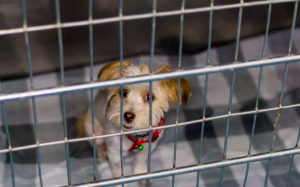 Assembleia de SP aprova lei que proíbe venda de animais em pet shops e sites como a OLX