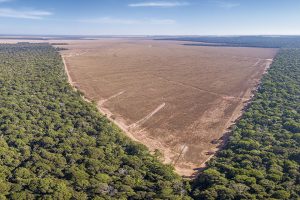 Inpe: desmatamento na Amazônia cai pela metade, mas destruição no Cerrado tem alta em 2023