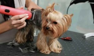 Ativistas lutam por sanção de lei que proíbe venda de animais em pet shops de SP