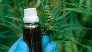Plantar maconha para extrair óleo medicinal não configura crime, decide STJ