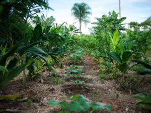 Os rumos da saúde e da segurança alimentar no Brasil