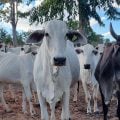 O que estamos perdendo com o avanço da última fronteira agrícola do Brasil