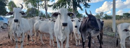 O que estamos perdendo com o avanço da última fronteira agrícola do Brasil