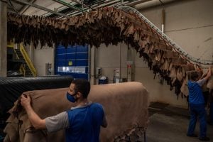 Lucrativa e ligada ao desmatamento na Amazônia, a indústria do couro ainda foge de suas responsabilidades