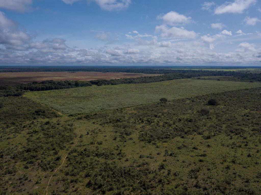 Desmatamento no Cerrado caiu 33% em 2024, aponta Ipam