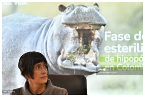 Por que a Colômbia vai sacrificar hipopótamos de Pablo Escobar?