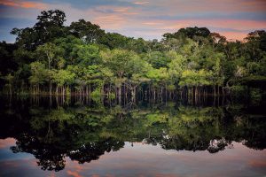 Além da floresta