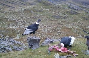 De inimigo a símbolo: agricultores colombianos se reconciliam com o condor andino