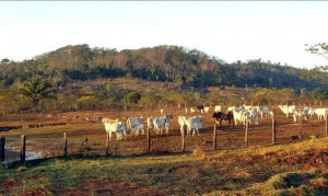 Pecuária é principal vetor de derrubada de vegetação na América do Sul