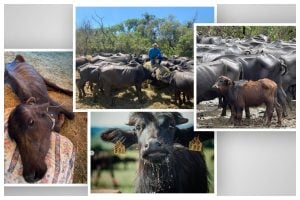 Búfalas vítimas de maus-tratos são retiradas de fazenda em Brotas