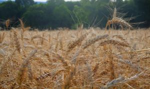 Ah, é? O Brasil depende da importação de fertilizantes?