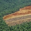 Apesar dos avanços no Brasil, desmatamento se mantém ‘obstinadamente’ alto no mundo