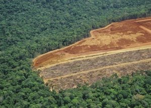 Apesar dos avanços no Brasil, desmatamento se mantém 'obstinadamente' alto no mundo