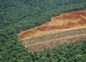 Apesar dos avanços no Brasil, desmatamento se mantém ‘obstinadamente’ alto no mundo