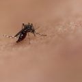 São Paulo confirma a 1ª morte por dengue na capital