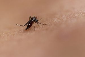 São Paulo tem primeiro caso de morte por Chikungunya