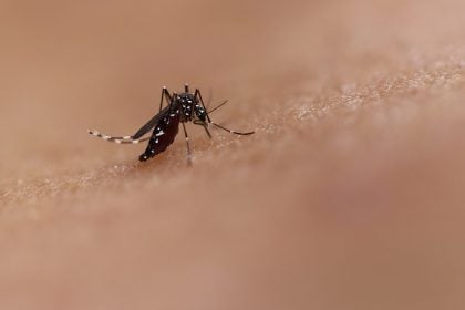 São Paulo tem primeiro caso de morte por Chikungunya