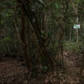 Aparecimento de oito indígenas isolados em Rondônia preocupa Funai e indigenistas