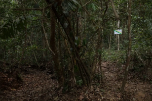 Aparecimento de oito indígenas isolados em Rondônia preocupa Funai e indigenistas