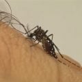 Sobe para 17 o número de mortes por dengue no estado de São Paulo
