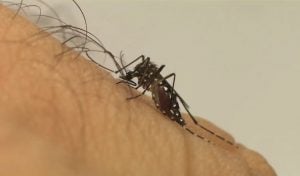 Dengue no Rio tem número de casos seis vezes maior que o esperado