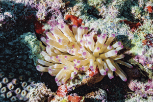 Pesquisa aponta 20,4 mil hectares de recifes de coral na costa do País