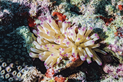 Pesquisa aponta 20,4 mil hectares de recifes de coral na costa do País