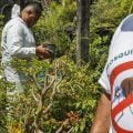 Rio de Janeiro registra os primeiros casos de dengue tipo 3