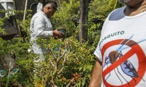 Paraná é o décimo estado do Brasil a decretar situação de emergência em saúde por dengue