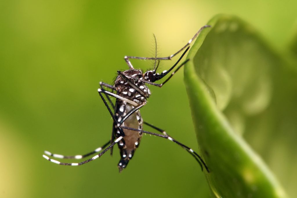 Todos os bairros de São Paulo estão com epidemia de dengue, diz boletim