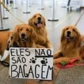 Após a morte de Joca, tutores se manifestam no aeroporto de Brasília