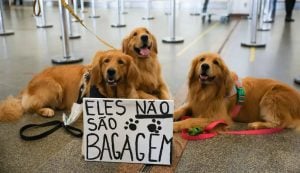 Após a morte de Joca, tutores se manifestam no aeroporto de Brasília