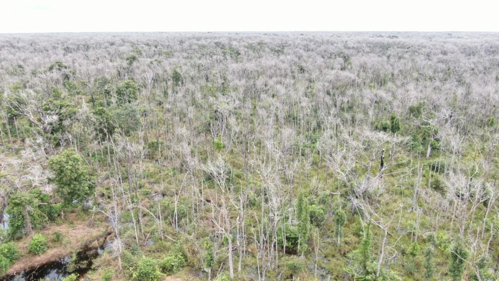 Pecuarista que desmatou 81 mil hectares no Pantanal pode ter de pagar mais de R$ 5 bilhões em multas