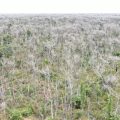 Pecuarista que desmatou  81 mil hectares no Pantanal pode ter de pagar mais de R$ 5 bilhões em multas